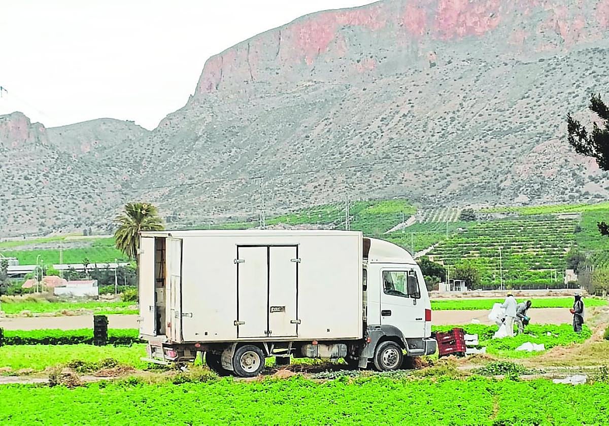 Unos trabajadores en plena recolección de lechugas en una finca en Santomera.