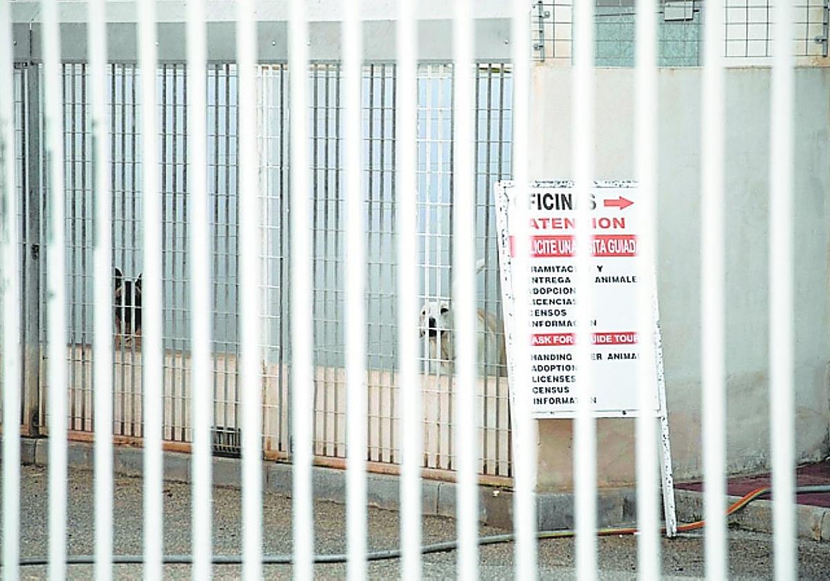 Dos perros en las instalaciones del CATAD.