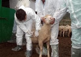 Vacunación contra la lengua azul en corderos, en una granja de Cádiz.