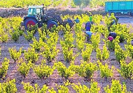 Viñedo de la Regiónen época de vendimia.