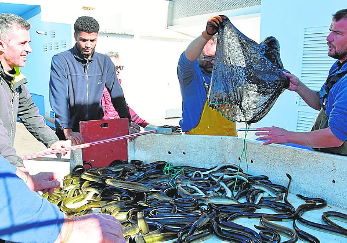 Una de las primeras partidas de anguila de la temporada.