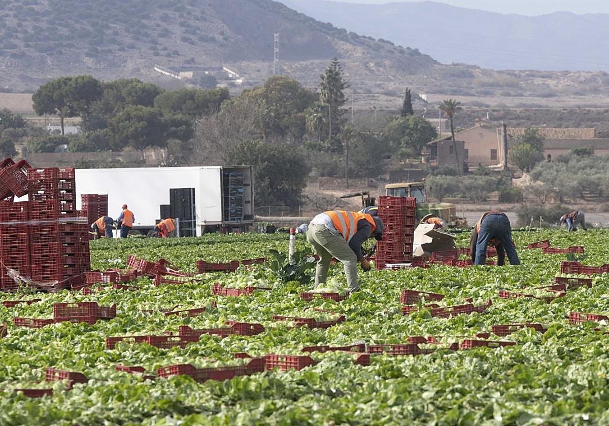 Un grupo de jornaleros se afana en recolectar un bancal de lechugas del campo de Cartagena.