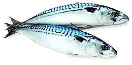 La caballa, un delicioso escombro