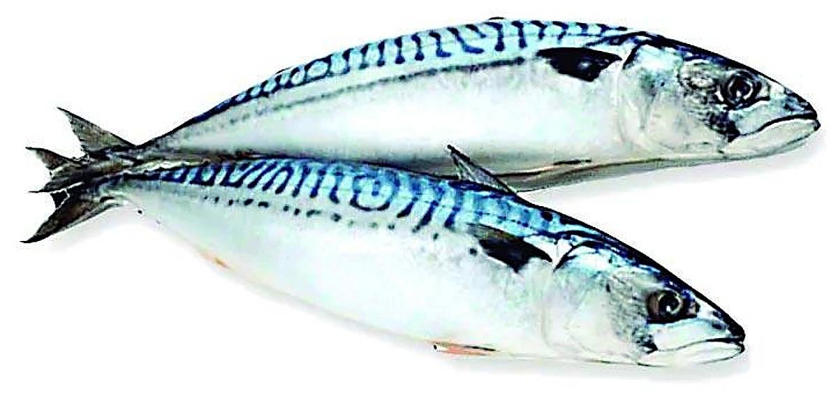 La caballa, un delicioso escombro