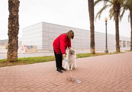 Una mujer limpia los restos de orina de su perro en Orihuela.