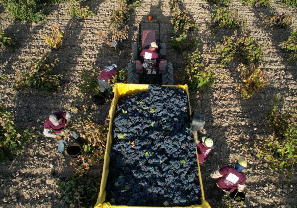 Trabajadores de Bodegas del Rosario en una de las fincas de la cooperativa.
