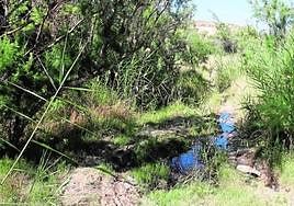 Humedal de la Fuente del Chorrico, una zona de vegetación de Molina, en una imagen de archivo.