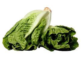 La lechuga es una de las reinas de la huerta (y la exportación) regional