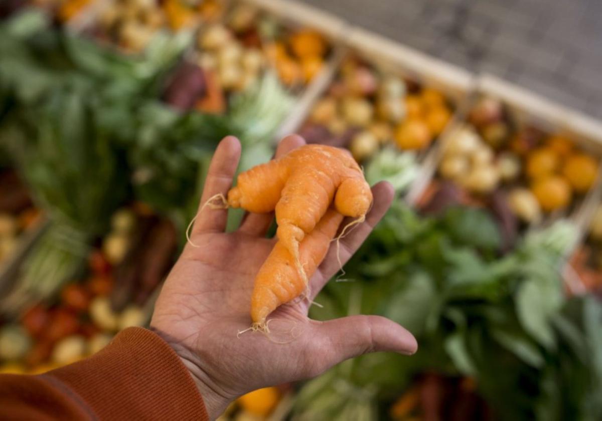 Lote de zanahorias de destrío comercializado en la plataforma Foraviler.