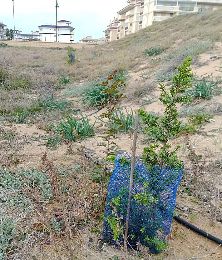 Imagen secundaria 2 - El bosque dunar florece en el Molino del Agua de Torrevieja con 150 nuevas sabinas y enebros