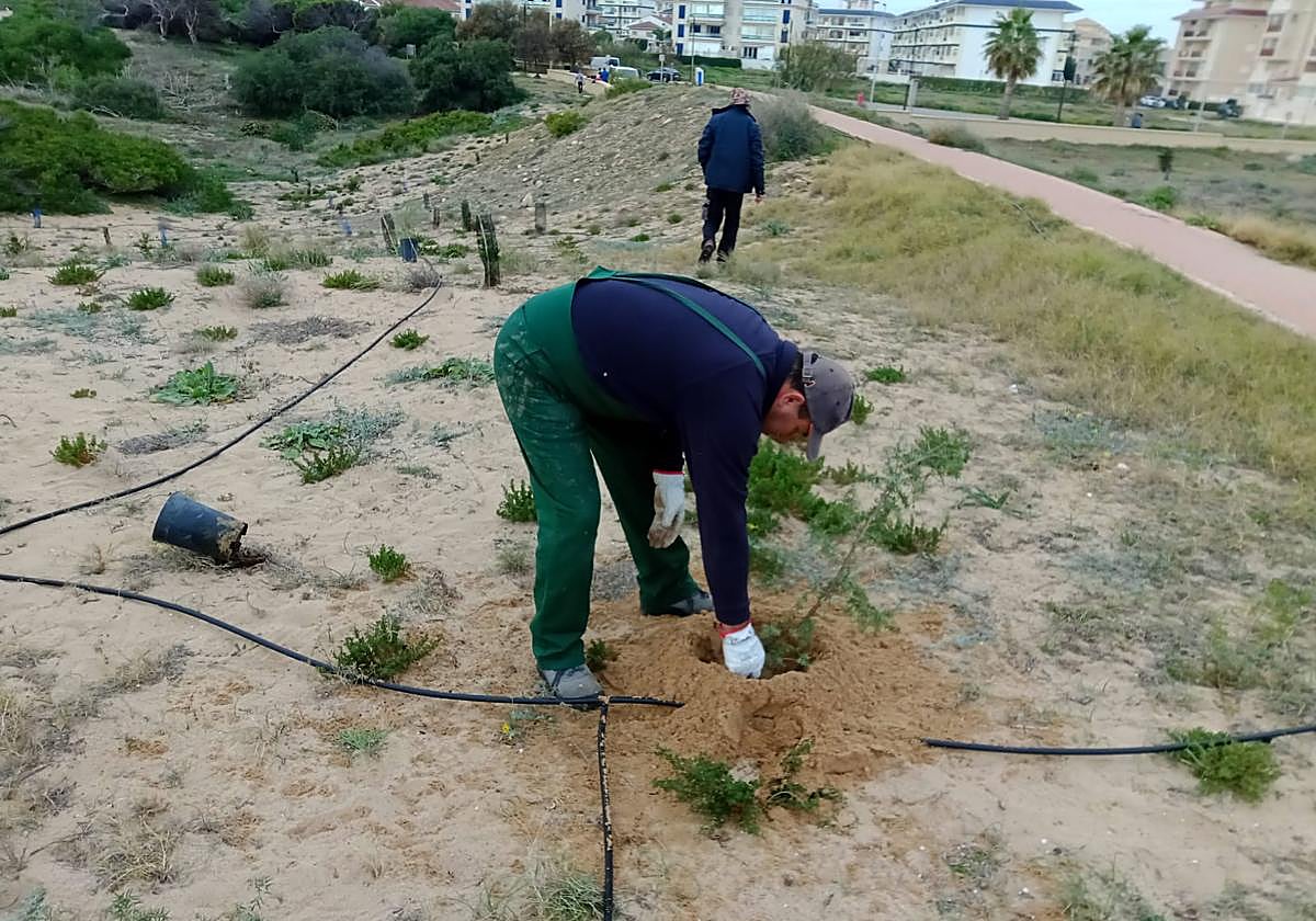 Reforestación en las dunas del Molino del Agua.