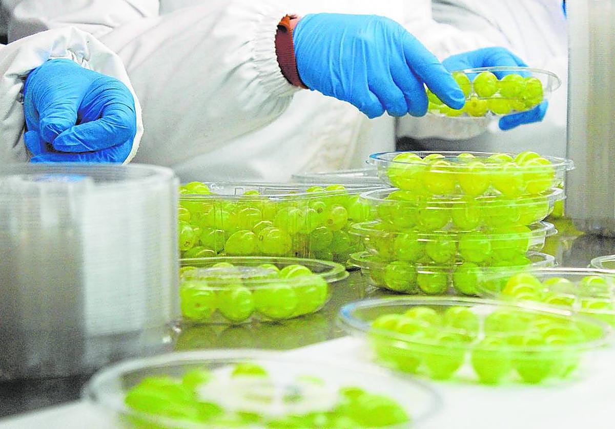 Proceso de envasado de uva en los 'packs' de doce en las instalaciones de la empresa El Ciruelo.