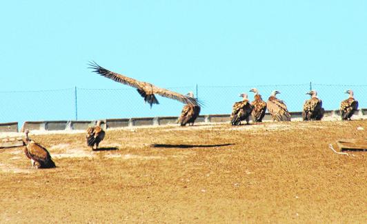 Buitres en un comedero preparado por la ascociación Caralluma. 