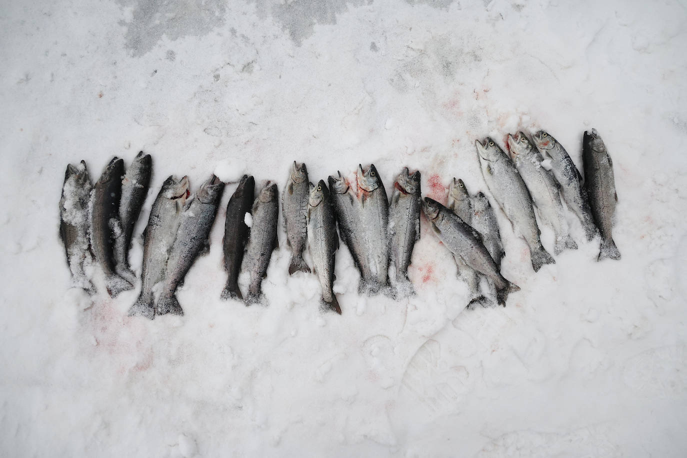 Fotos: Festival de Pesca de Hwacheon