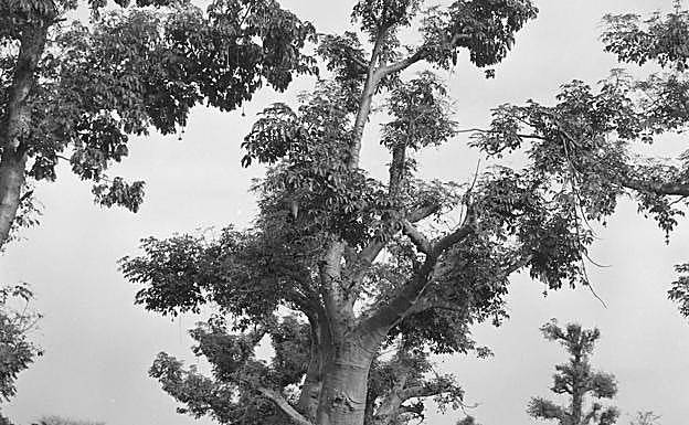 Imagen de la exposición 'Gigantes en La Aurora' de Samuel Aranda.
