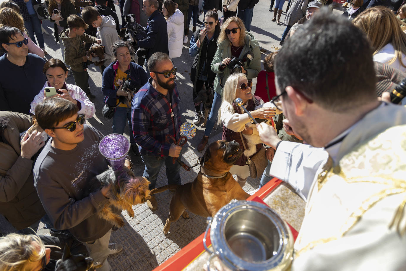 Fotos: Bendición de animales en Cartagena