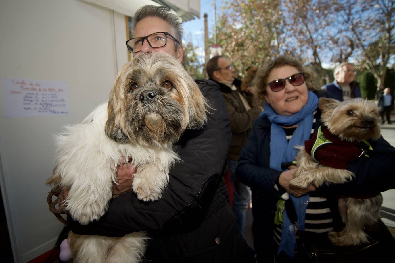 Fotos: Bendición de animales por San Antón en Murcia, en imágenes