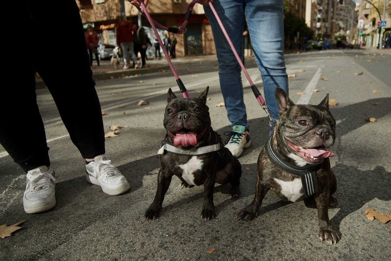 Fotos: Bendición de animales por San Antón en Murcia, en imágenes