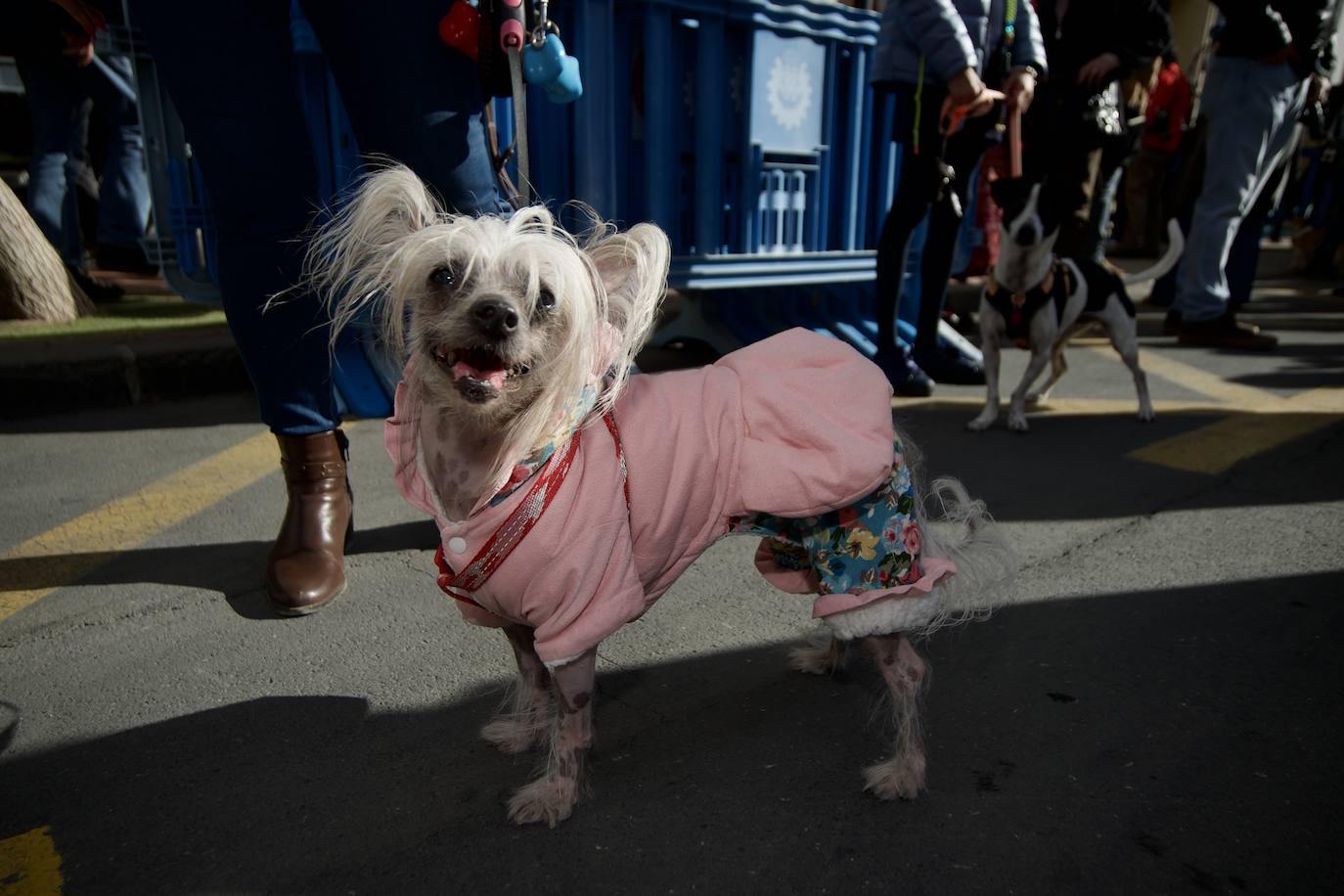 Fotos: Bendición de animales por San Antón en Murcia, en imágenes