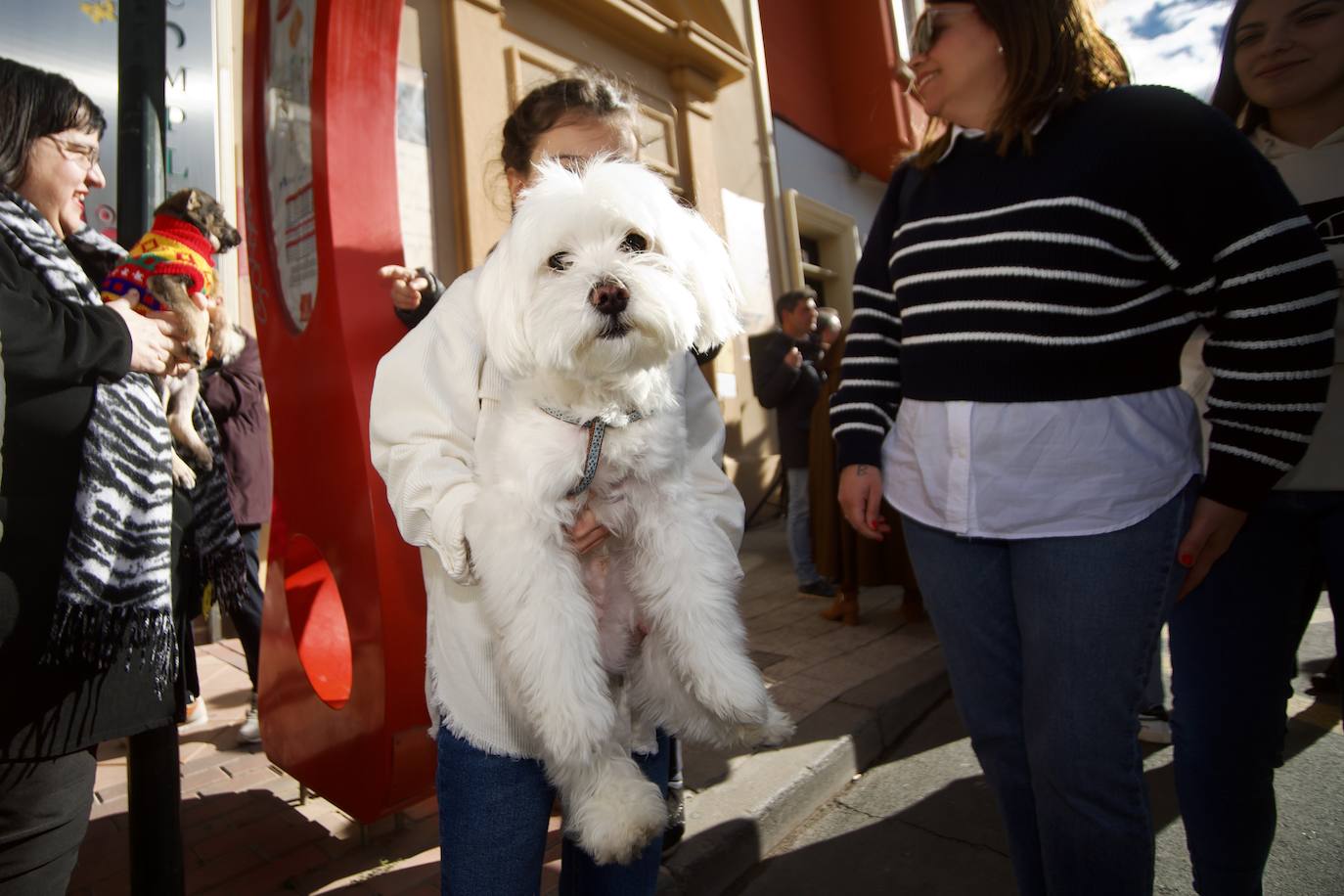 Fotos: Bendición de animales por San Antón en Murcia, en imágenes