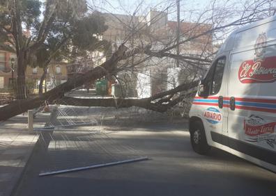 Imagen secundaria 1 - Árboles caídos en Jumilla. | Oleaje en la costa de Cartagena.