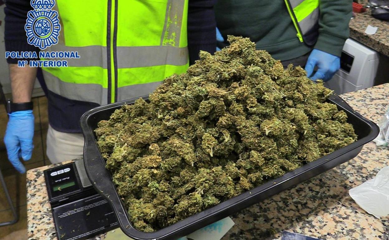 Cogollos de marihuana incautados por la Policía Nacional.