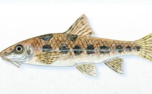 Expansión del gobio