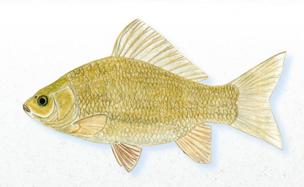 El bonito, y peligroso, carpín dorado