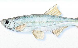 El alburno que trajo el Trasvase