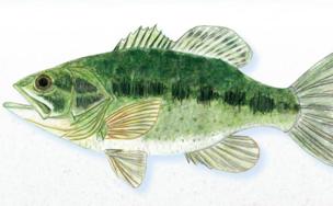 El rápido black-bass