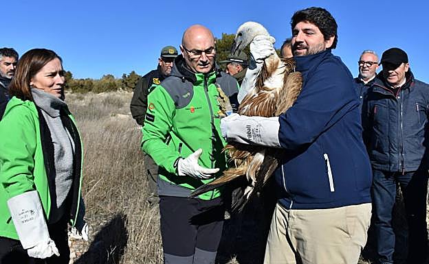 López Miras, con uno de los buitres liberados este martes en Caravaca.