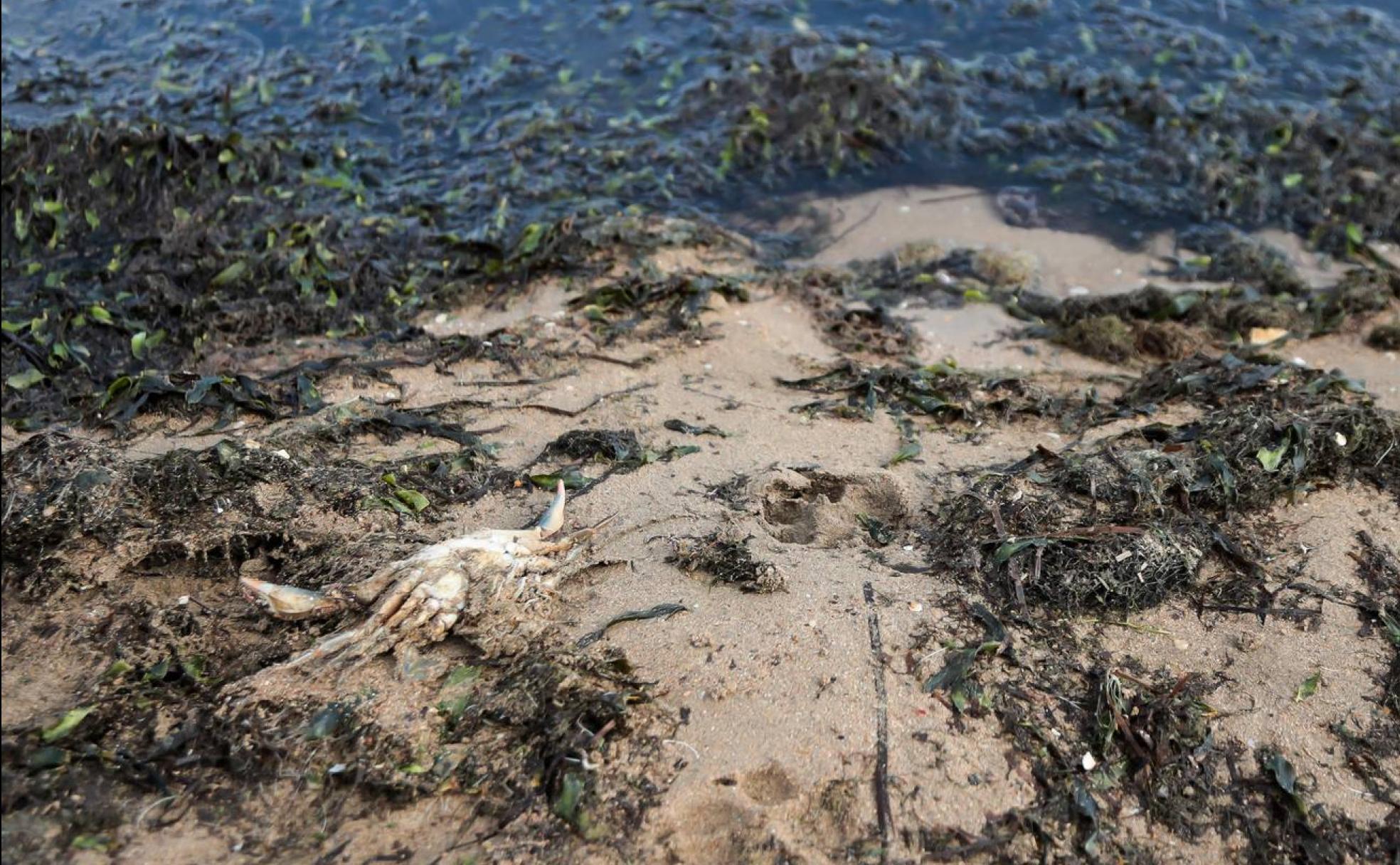 Filosofía verde para curar el Mar Menor