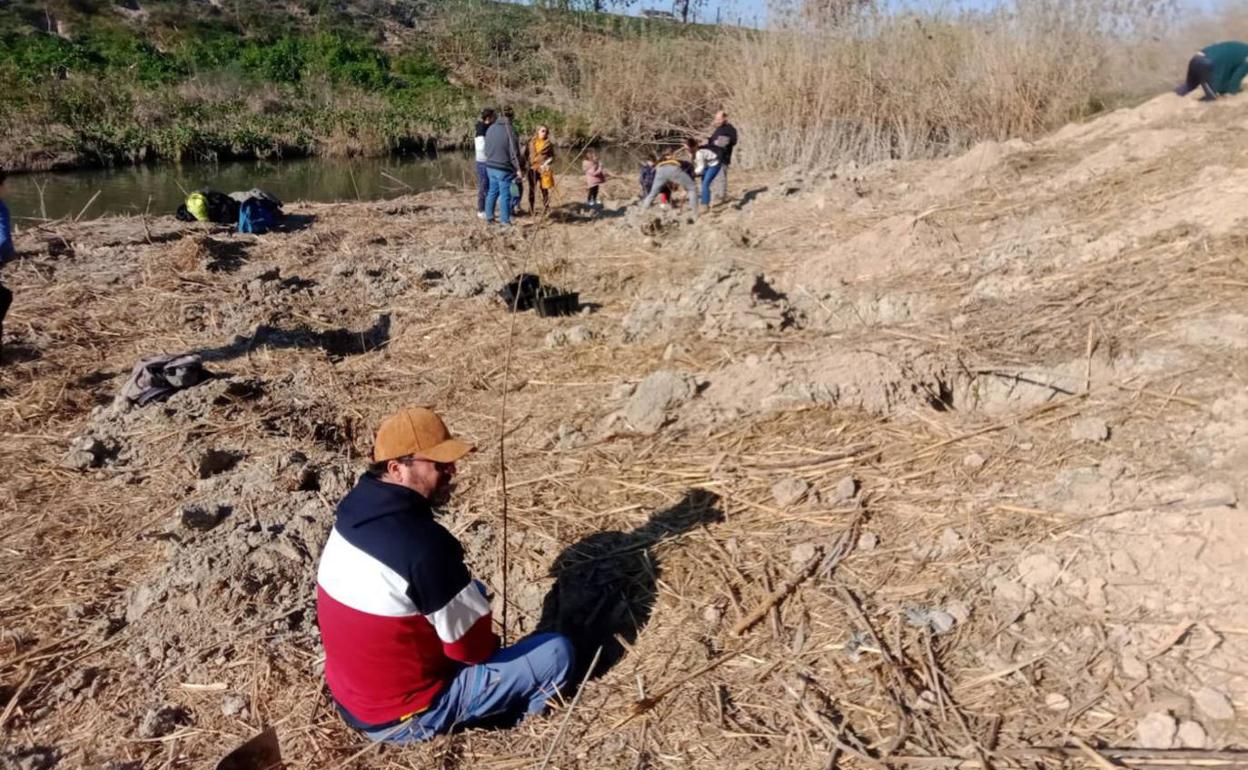 Plantación de especies autóctonas en el meandro o curva de La Arboleja, el año pasado.