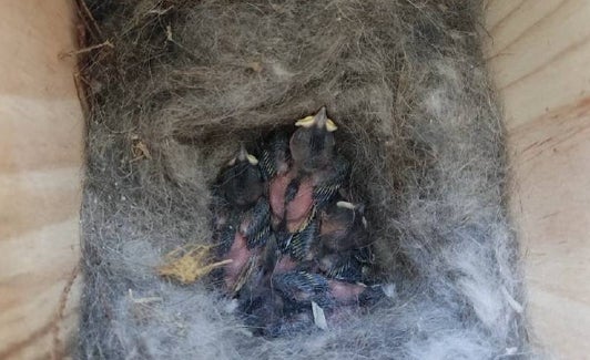 Una de las cajas nido instaladas por Anse y la UMU con varios polluelos. 