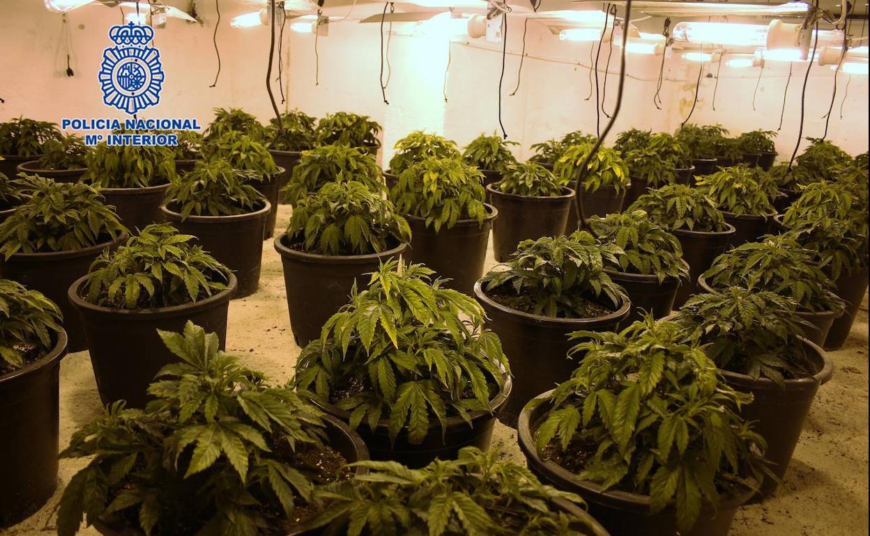 La plantación de marihuana.