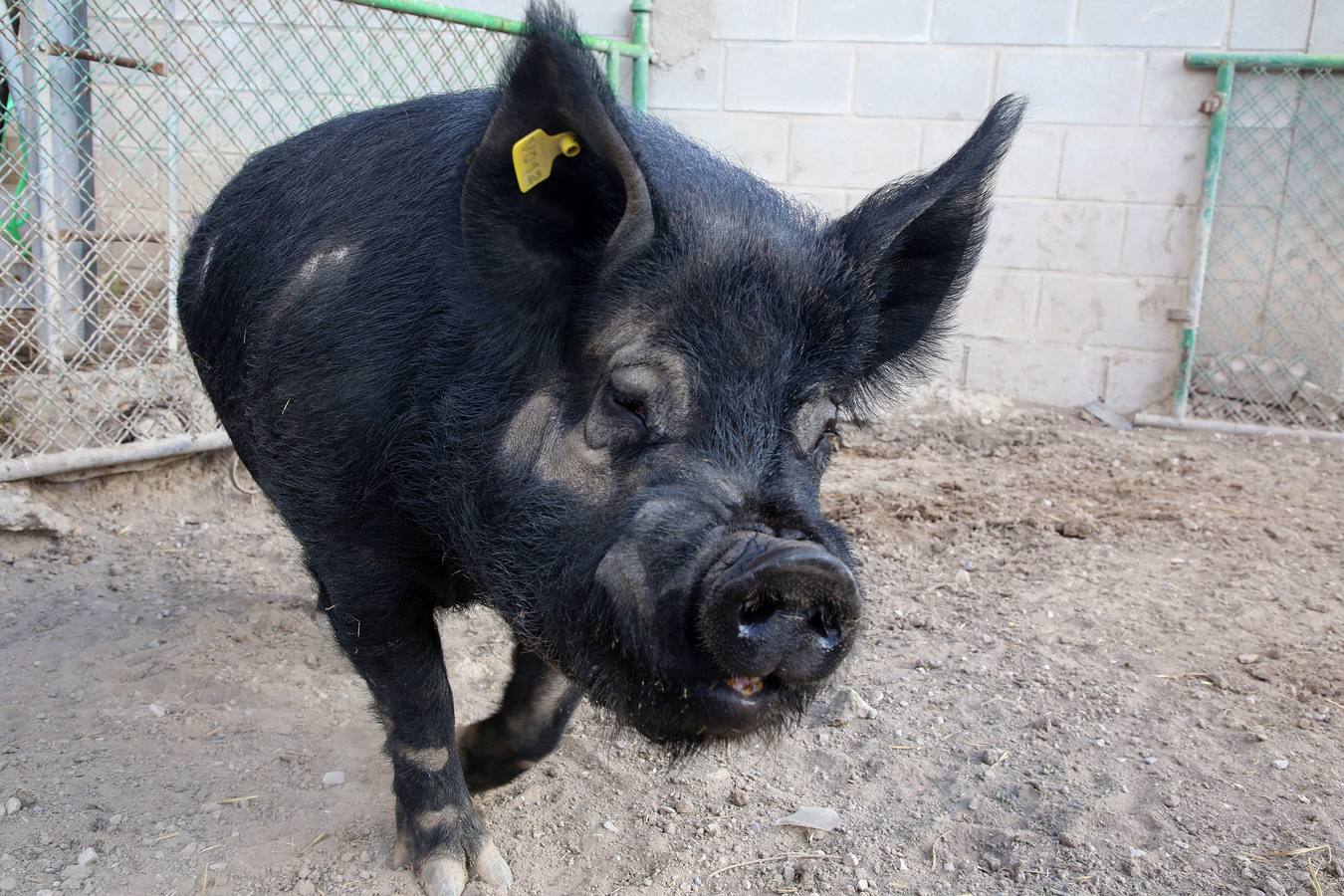  Los chatos destinados al consumo engordan en unas fincas donde proliferan los higos. 