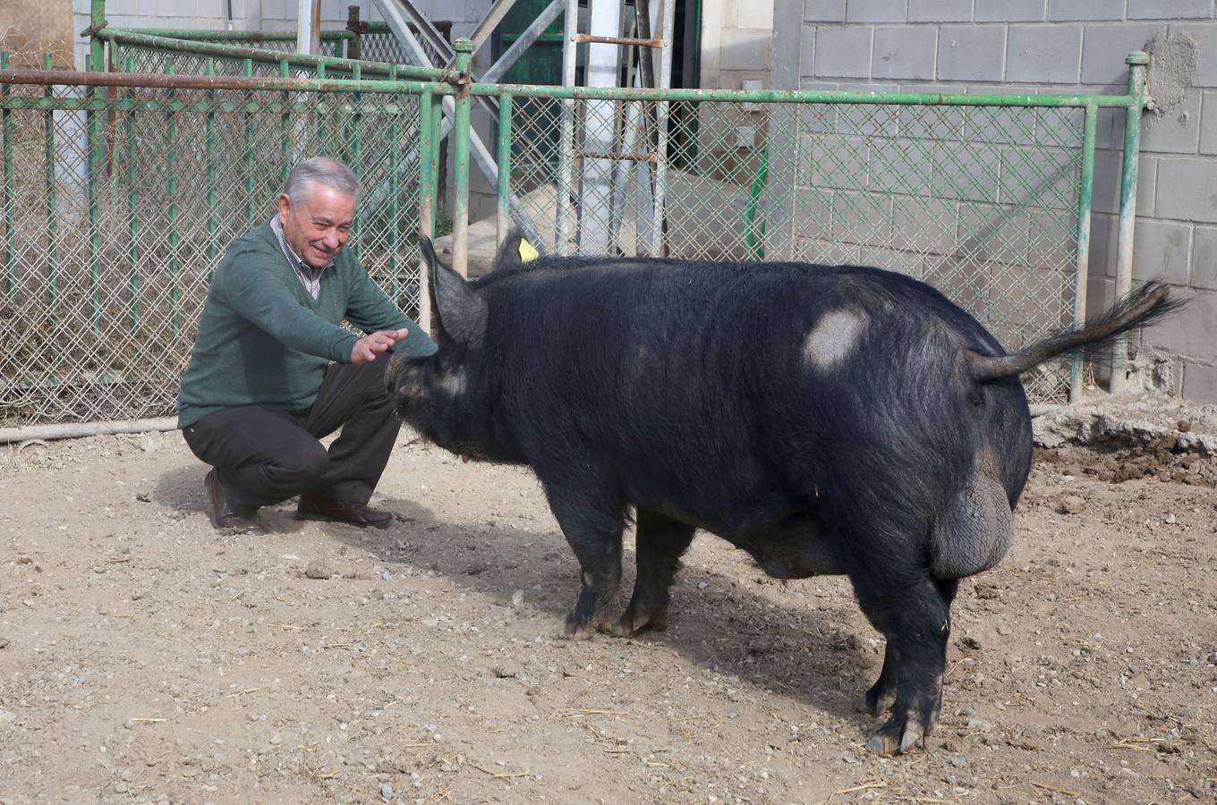 José Reverte hace unas carantoñas a uno de los chatos murcianos que sirven como sementales en las instalaciones del Cifea, en Lorca.