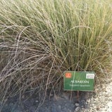 Un ejemplar de albardín señalizado en la ruta botánica de La Tercia 