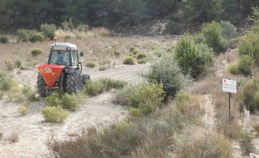 Acude siembra bancales en la finca municipal de La Tercia, en Gea y Truyols. 