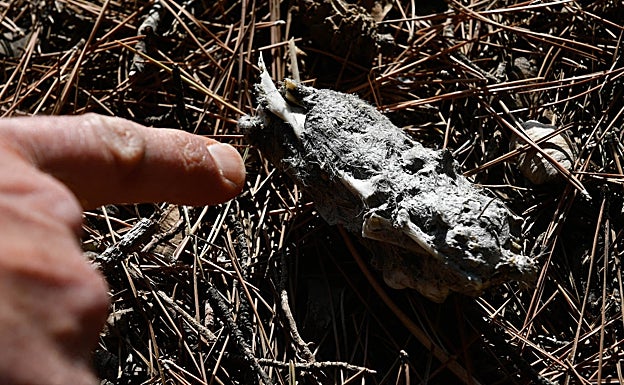Egagrópila encontrada bajo un enorme pino que una rapaz frecuenta como comedero. 