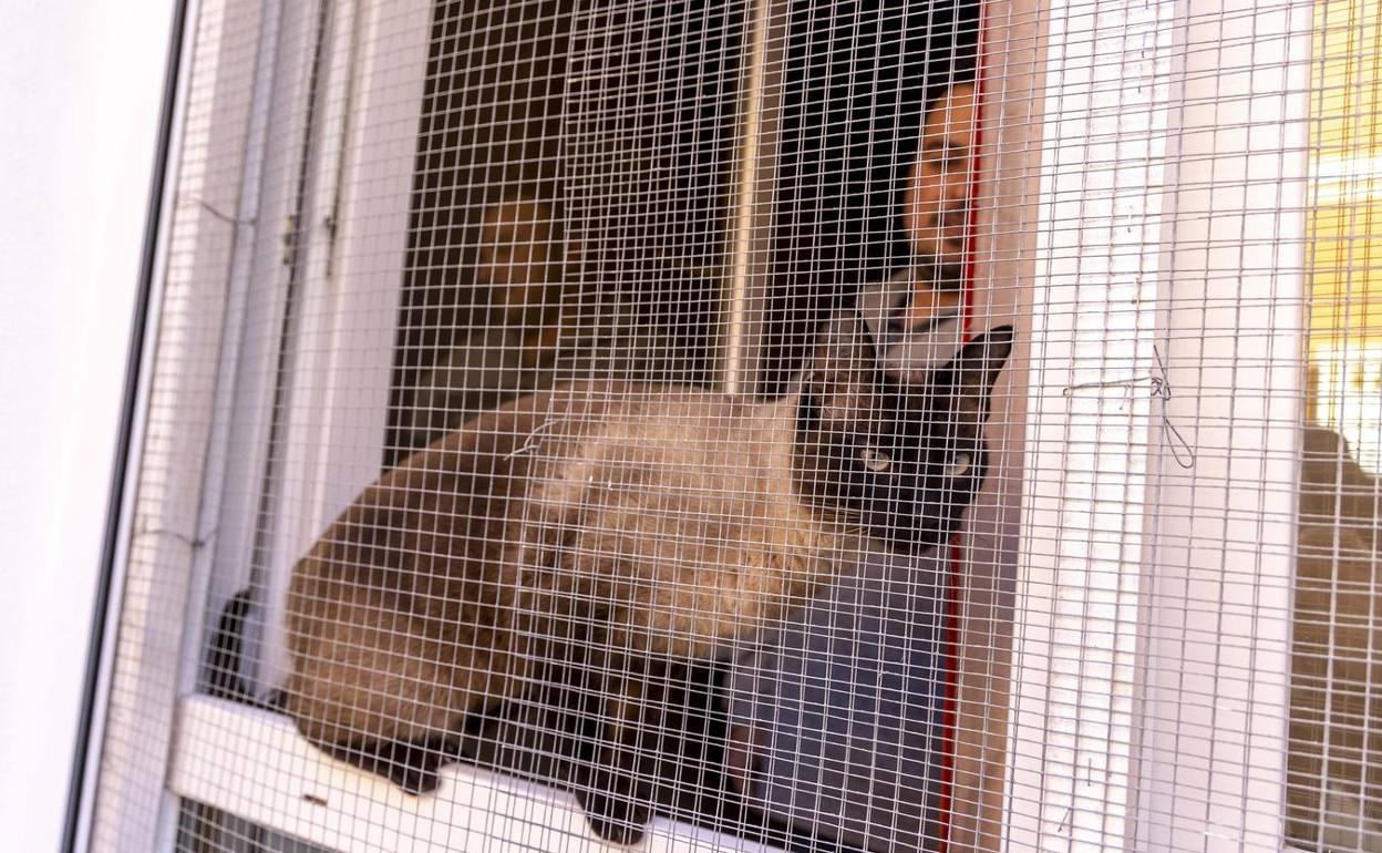 Un gato en la ventana de una casa colindante a la que está llena de basura.