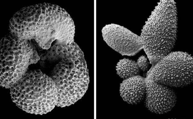 Imágenes al microscopio de las especies planctónicas foraminíferas de dentoglobigerina altispira, y de Globigerinella adamsi.