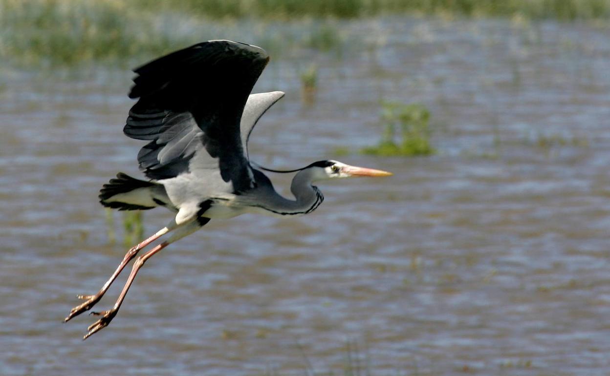Garza real en vuelo, en una fotografía de archivo.