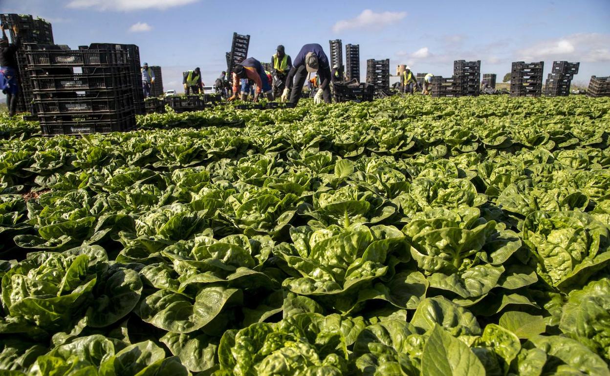 Caixabank augura una ralentización de la economía regional para este año por el mayor impacto en el agro | la verdad