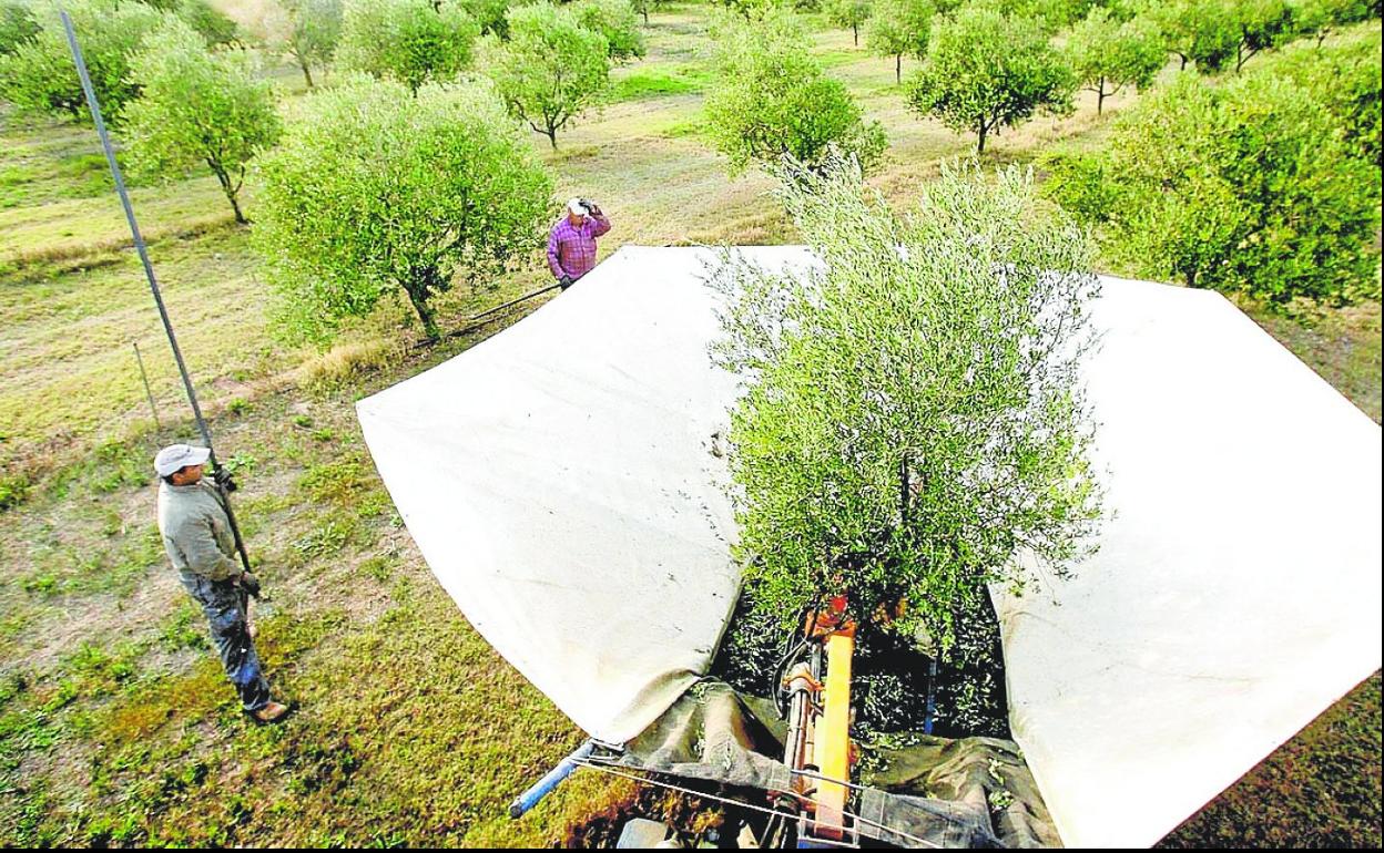 Recogida de aceituna, que en esta campaña proporcionó 40.299 toneladas a las almazaras murcianas. 
