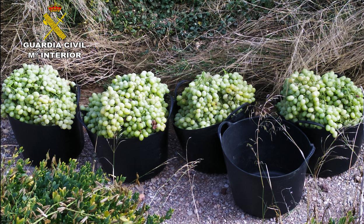 Ejemplares de uva robados en el Bajo Guadalentín.