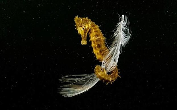 La fotografía titulada 'Volando voy, volando vengo'.