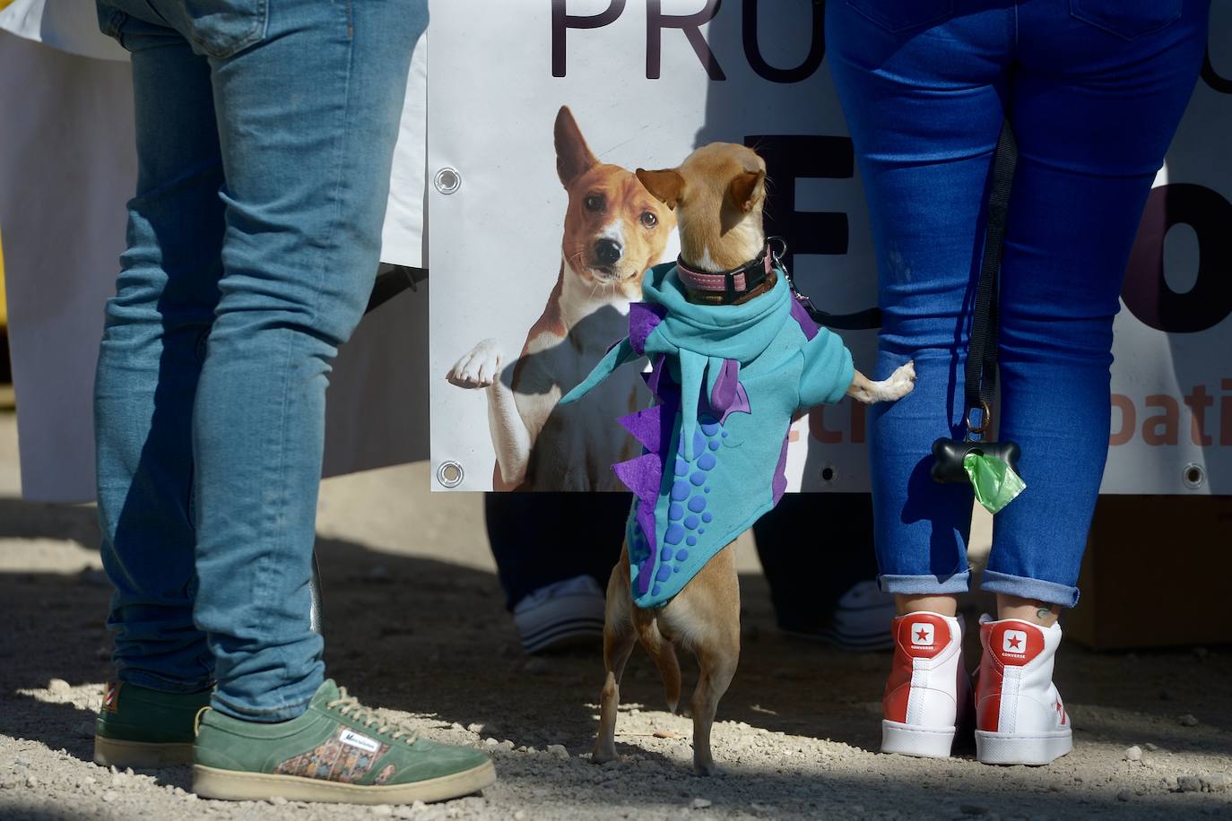 Fotos: El concurso de disfraces de mascotas del Carnaval de Cabezo de Torres, en imágenes