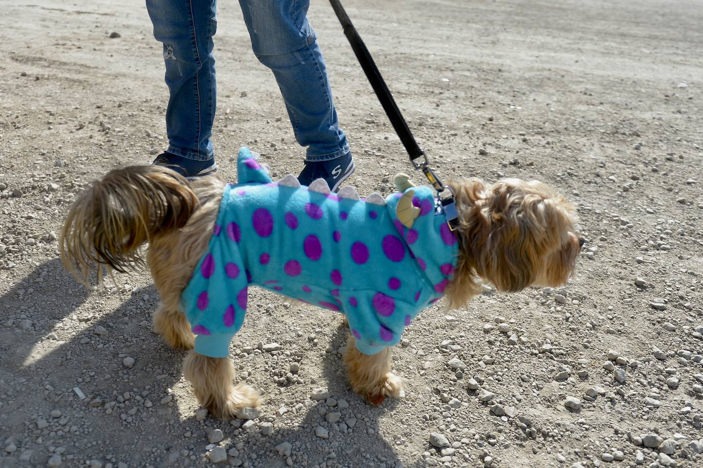 Fotos: El concurso de disfraces de mascotas del Carnaval de Cabezo de Torres, en imágenes