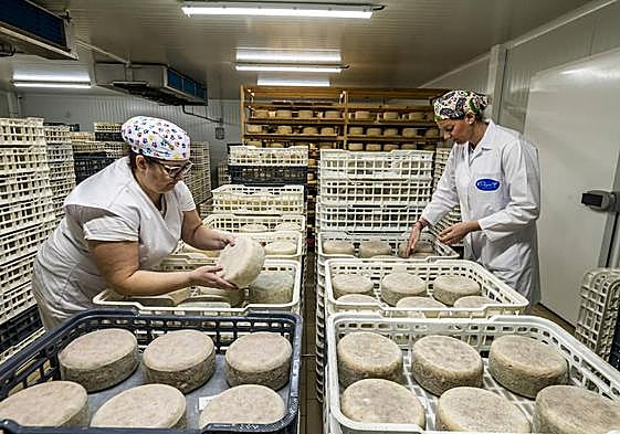 Mari Carmen Martínez y Victoria Mercader voltean varias piezas de queso El Abuelo, medalla SuperGold en los últimos World Cheese Awards.